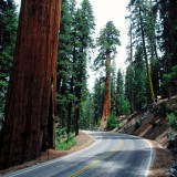 RedwoodRoadSequoiaNationalPark