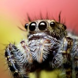 02518711863-UnknownJumpingSpider
